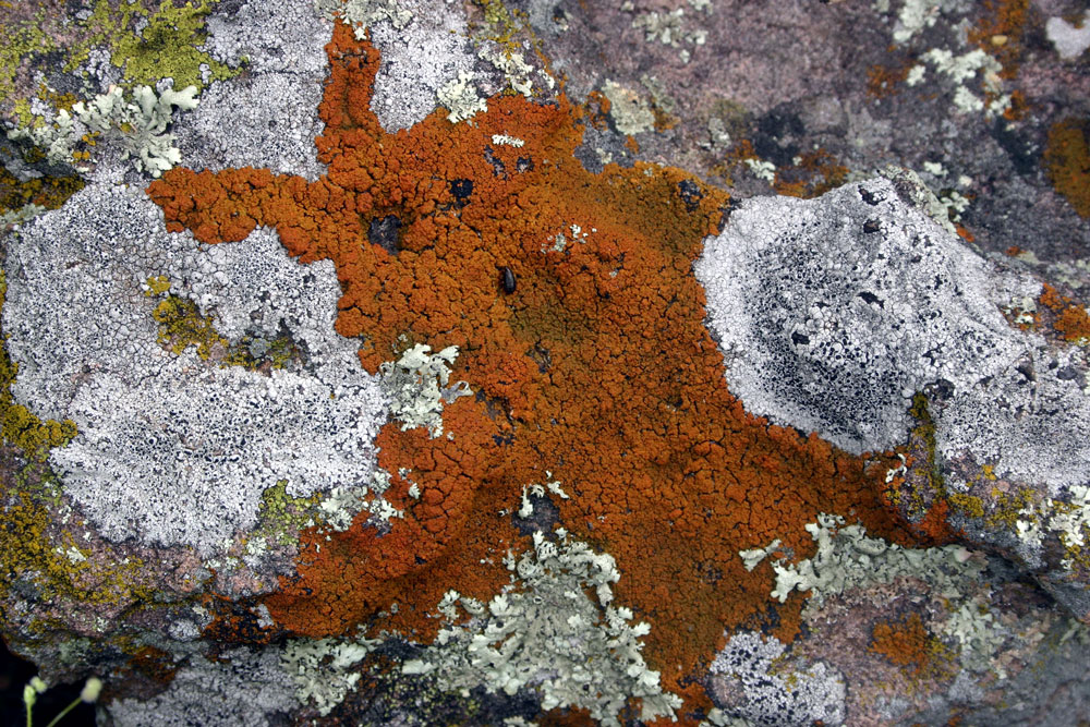 lichen18